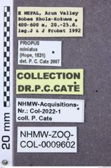 Etikett zu Melanotus japonicus (Ôhira, 1974)